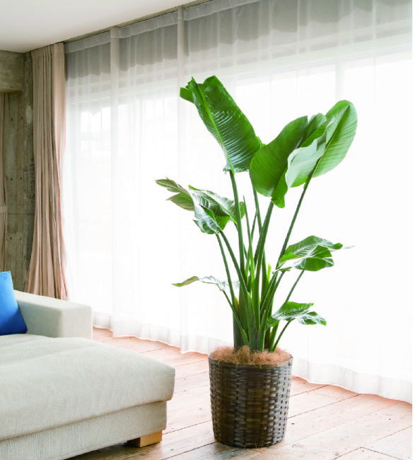 おしゃれでおすすめの観葉植物人気ランキング 育て方も解説 モノナビ おすすめの家具 家電のランキング