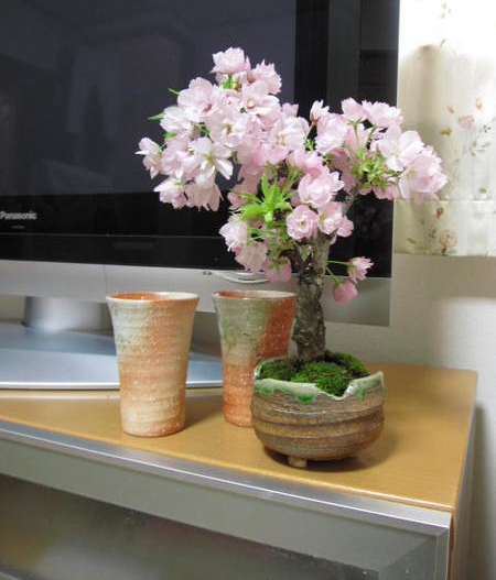おしゃれでおすすめのミニ盆栽人気ランキング 室内に 初心者にも モノナビ おすすめの家具 家電のランキング